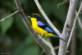 Blue-winged Mountain-Tanager-1647.jpg