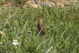 Red-throated Pipit-8312.jpg