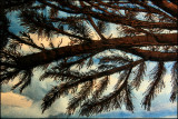 Thread painting with eyelash fiber detail.jpg