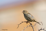 Travniski vrabec/Spanish sparrow