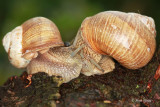 Polzi/Snails