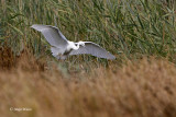 Little egret/Mala bela èaplja