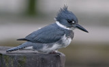 Male Belted Kingfisher