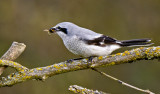 Northern Shrike and Yellow Jacket