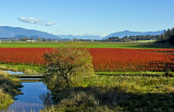 Blueberries in the Skagit