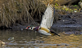 Male Wood Duck Takes Wing