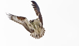 Hovering Osprey