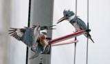 Belted Kingfishers