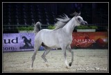 Cheval2014-0134.jpg