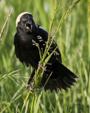 Bobolink