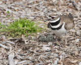 Killdeer on Nest with Four Eggs