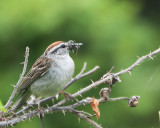 Chipping Sparrow with a Mouthful
