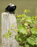 Bobolink Love Spat!!