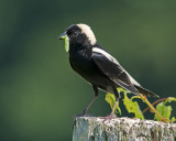 Bobolink