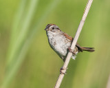 Swamp Sparrow