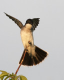 Eastern Kingbird