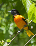Baltimore Oriole