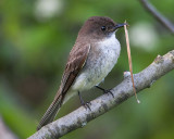 Eastern Phoebe