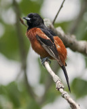Orchard Oriole