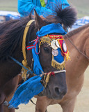 Well Decorated Racehorse and Northern Mongolian Festival