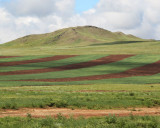 North Mongolia Wheat Fields