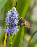 Skipper on Pickleweed