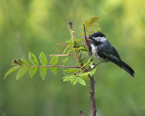 Black-capped Chickadee on Sumac