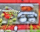 Queen Annes Lace and fire Engine lights