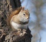 Red Squirrel