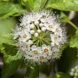 White Flowers, Green Bug