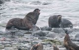 Northern Fur Seals