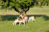 Fallow deer