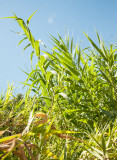Cana - Pfahlrohr - Giant Reed(Arundo donax)