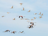 Lffler und Flamingos ber dem Ria Formosa