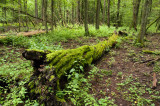 Old Trunk in Bialowieza Forest