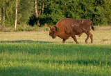 Wild Wisent (Wood Bison) - Bialowieza National Park, Poland, July 2016