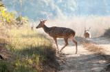 Axis deer (axis axis) - Rajaji National Park, North-India, 18 December 2016