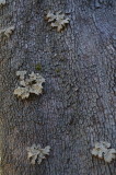 Tree fungi look like appliqu