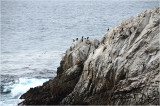 Cormorants