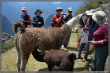 Both mama and baby llama are helping themselves