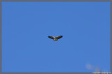 Andean Hawk