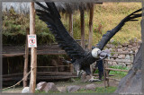 A stuffed Andean vulture