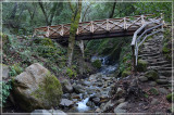 Wooden bridges add more charm to the quiet park