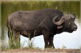 Redbilled ox-pecker and the buffalo