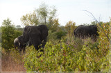 The two adult elephants are giving the young a field trip