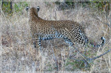 Big 5: Leopard