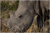 Rhinos vision is very poort
