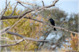 Glossy Starling