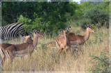 Female impalas whisper before they dash into the bushes