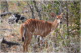 Female Nyala (they look like a hybrid of Kudu and impala)